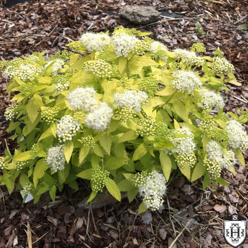 Spiraea japonica 'White Gold' - Jaapani enelas 'White Gold' C5/5L Spiraea japonica 'White Gold' - Jaapani enelas 'White Gold' C5/5L